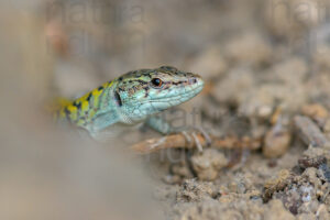 Italian wall lizard (Podarcis siculus)