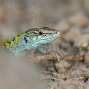 Lucertola muraiola (Podarcis muralis)