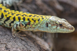 Italian wall lizard (Podarcis siculus)