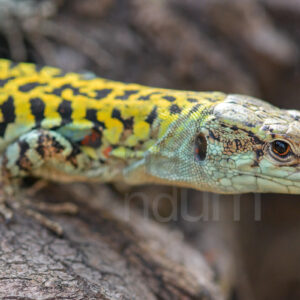 Lucertola muraiola (Podarcis muralis)