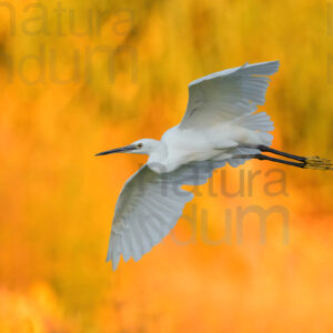 Foto di Garzetta (Egretta garzetta)