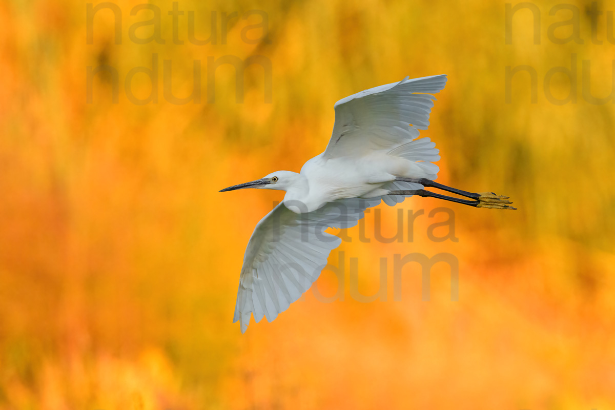 Foto di Garzetta (Egretta garzetta)