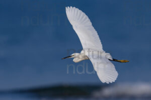 Foto di Garzetta (Egretta garzetta)