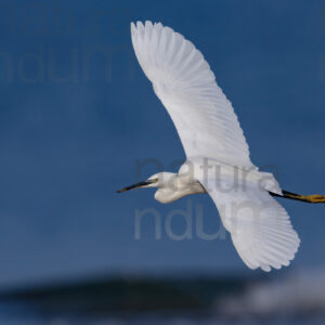 Foto di Garzetta (Egretta garzetta)