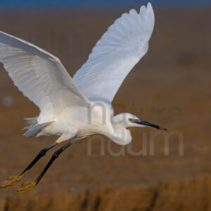 Photos of Little Egret (Egret garzetta)