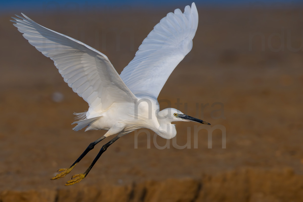 Foto di Garzetta (Egretta garzetta)