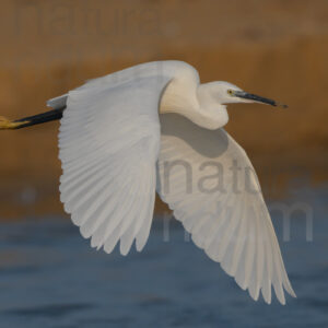 Foto di Garzetta (Egretta garzetta)