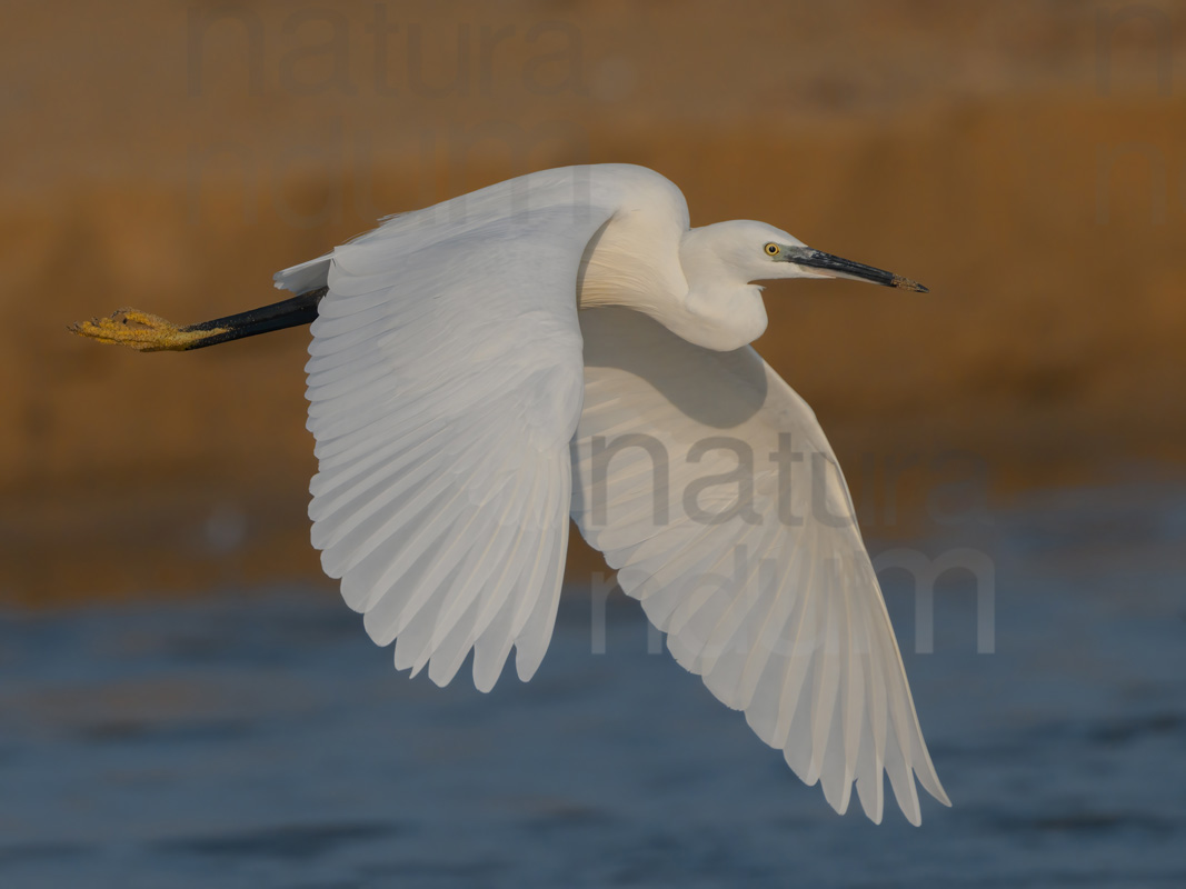 Photos of Little Egret (Egret garzetta)