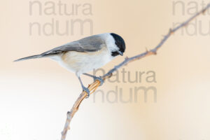 Foto di Cincia bigia (Poecile palustris)