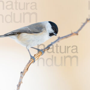 Foto di Cincia bigia (Poecile palustris)