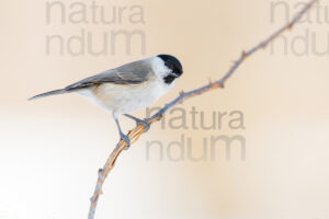 Photos of Marsh Tit (Poecile palustris)