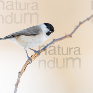 Foto di Cincia bigia (Poecile palustris)