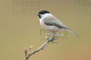 Photos of Marsh Tit (Poecile palustris)