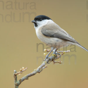 Photos of Marsh Tit (Poecile palustris)