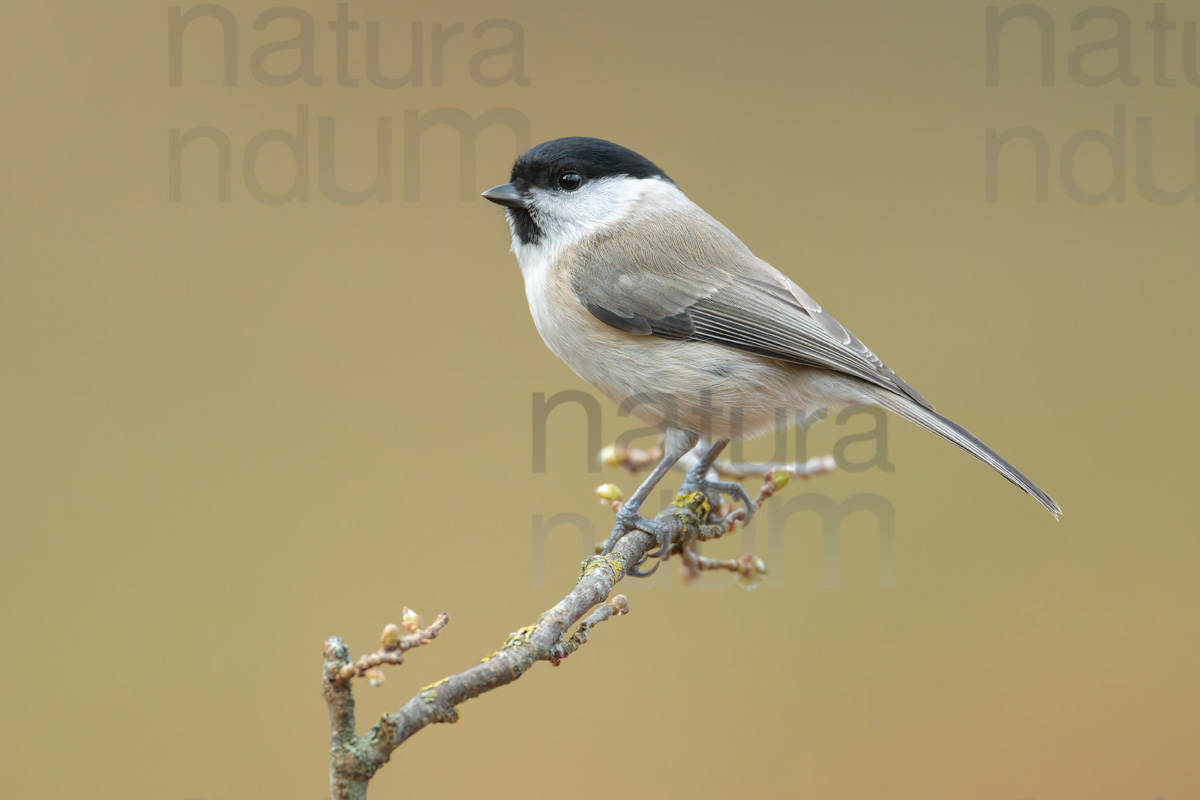 Foto di Cincia bigia (Poecile palustris)