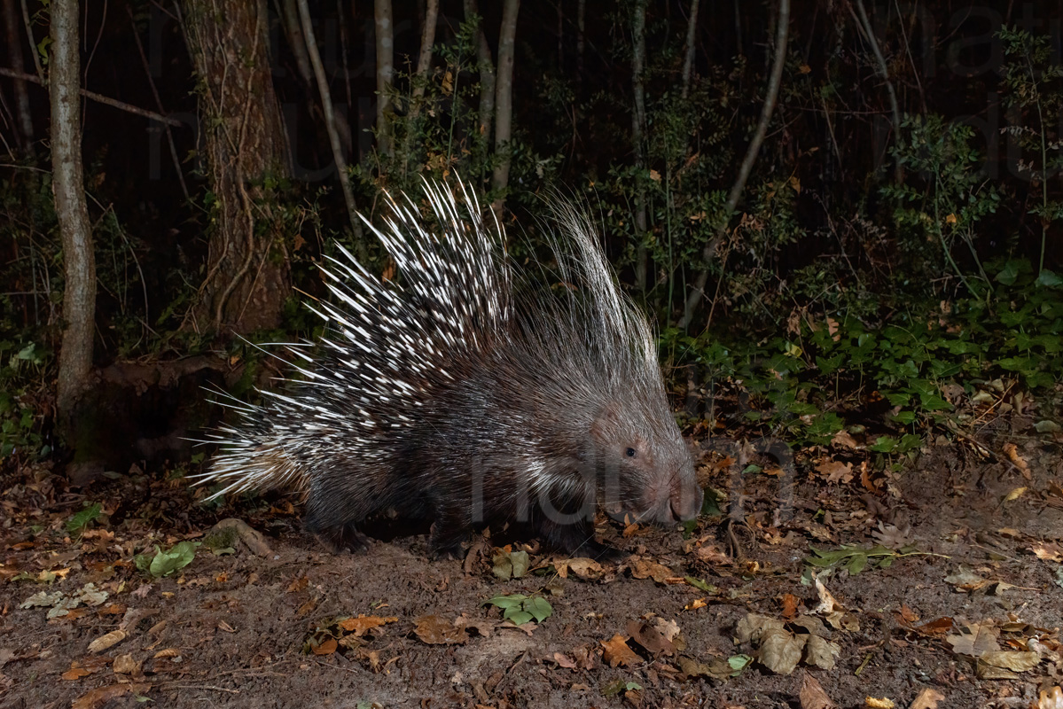 Photos of Porcupine (Hystrix cristata)