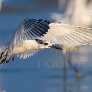 Foto di Beccapesci (Thalasseus sandvicensis)