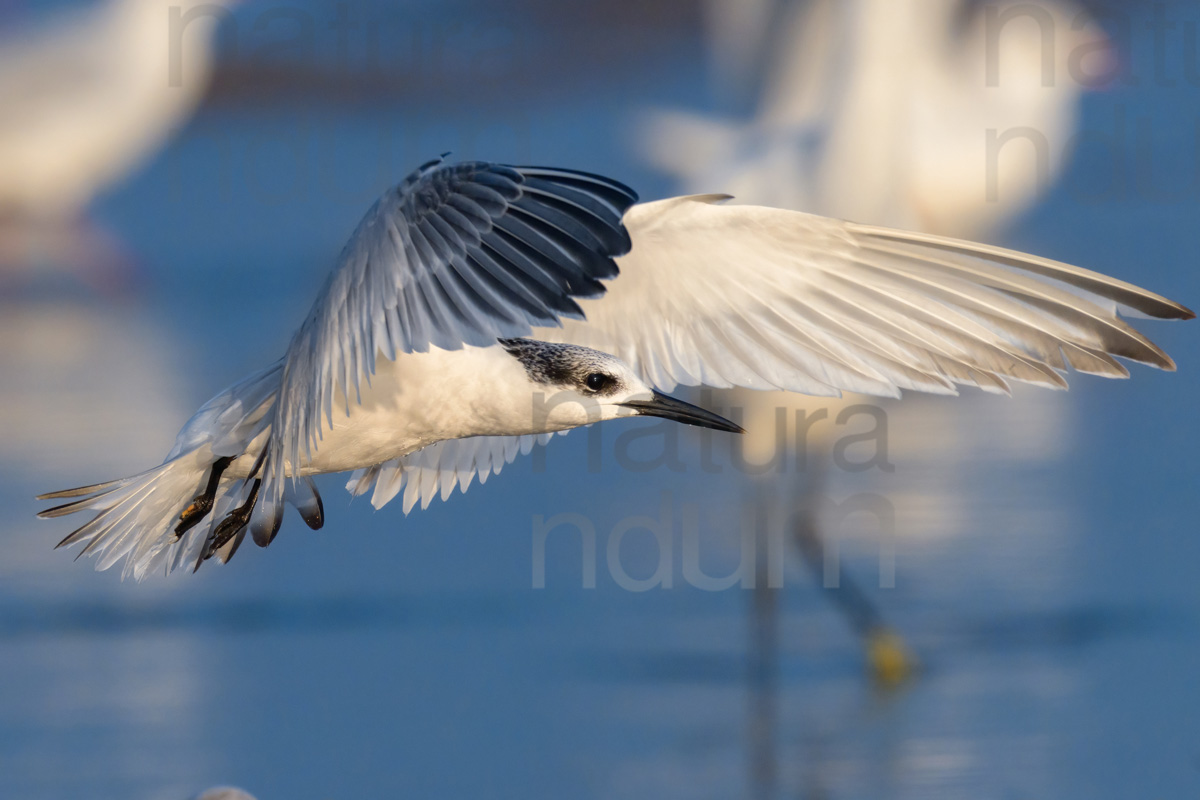 Foto di Beccapesci (Thalasseus sandvicensis)