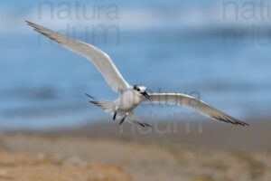 Photos of Sandwich Tern (Thalasseus sandvicensis)