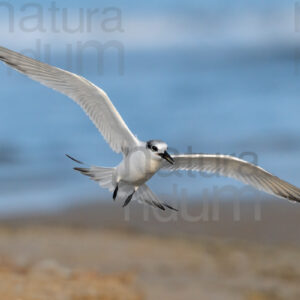 Photos of Sandwich Tern (Thalasseus sandvicensis)