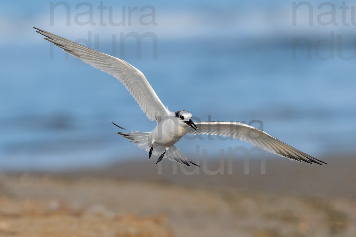 Foto di Beccapesci (Thalasseus sandvicensis)