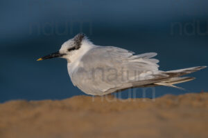 Foto di Beccapesci (Thalasseus sandvicensis)