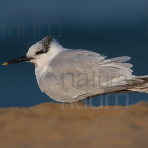 Photos of Sandwich Tern (Thalasseus sandvicensis)