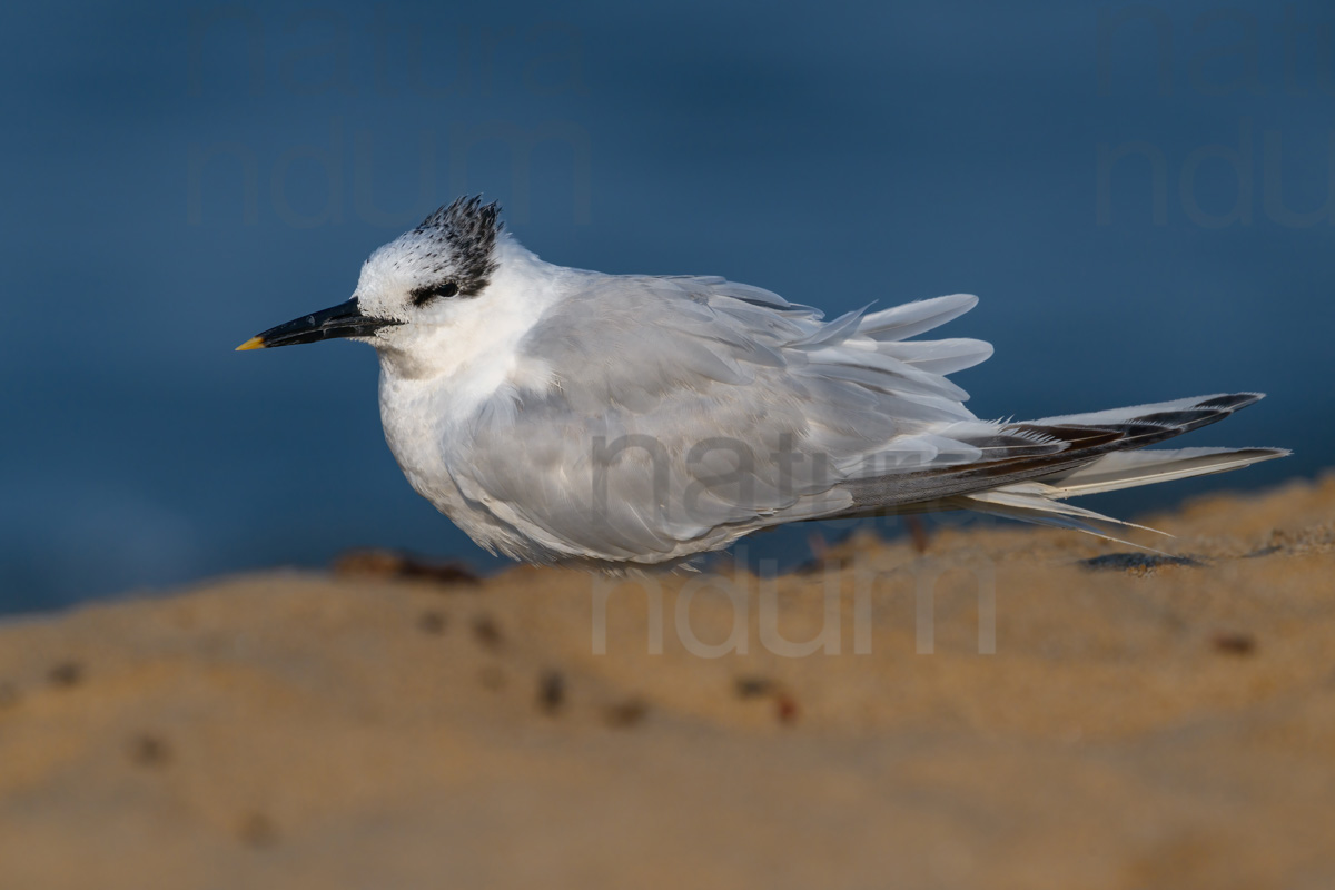 Foto di Beccapesci (Thalasseus sandvicensis)