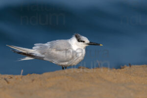 Foto di Beccapesci (Thalasseus sandvicensis)