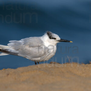 Foto di Beccapesci (Thalasseus sandvicensis)