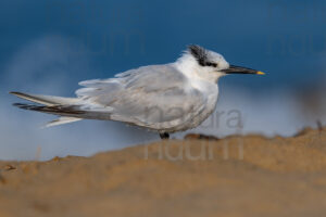 Foto di Beccapesci (Thalasseus sandvicensis)