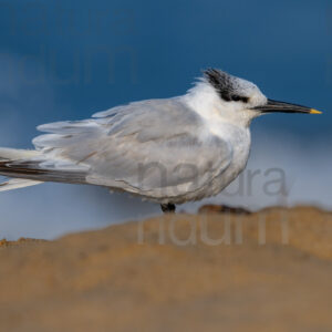 Foto di Beccapesci (Thalasseus sandvicensis)