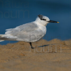 Foto di Beccapesci (Thalasseus sandvicensis)