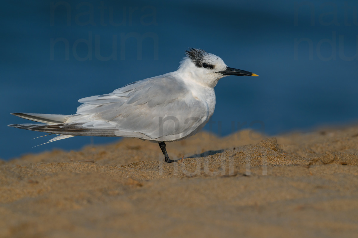 Foto di Beccapesci (Thalasseus sandvicensis)