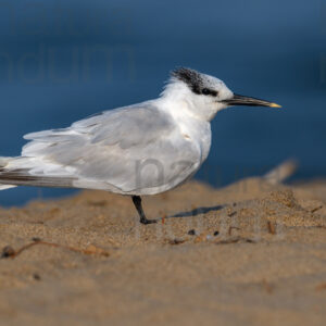 Foto di Beccapesci (Thalasseus sandvicensis)