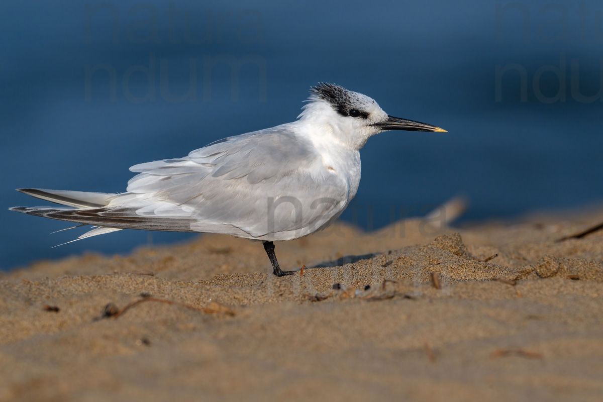 Foto di Beccapesci (Thalasseus sandvicensis)