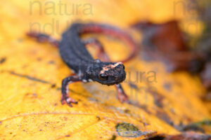 Photos of Spectacled Salamander (Salamandrina terdigitata)