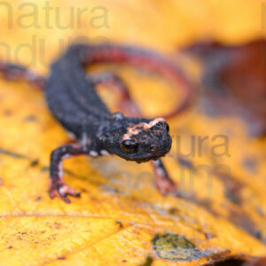 Foto di Salamandrina dagli occhiali (Salamandrina terdigitata)