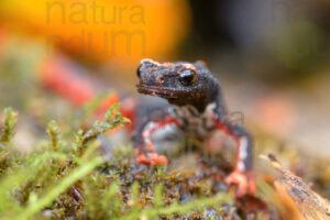 Photos of Spectacled Salamander (Salamandrina terdigitata)