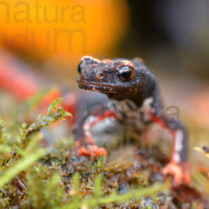 Photos of Spectacled Salamander (Salamandrina terdigitata)