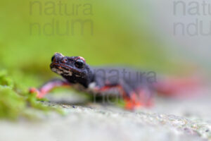 Foto di Salamandrina dagli occhiali (Salamandrina terdigitata)