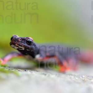 Foto di Salamandrina dagli occhiali (Salamandrina terdigitata)