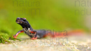 Foto di Salamandrina dagli occhiali (Salamandrina terdigitata)