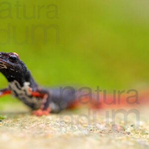 Photos of Spectacled Salamander (Salamandrina terdigitata)