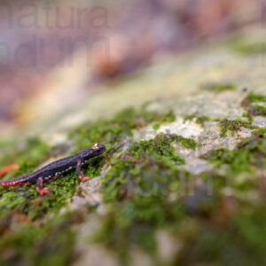 Foto di Salamandrina dagli occhiali (Salamandrina terdigitata)