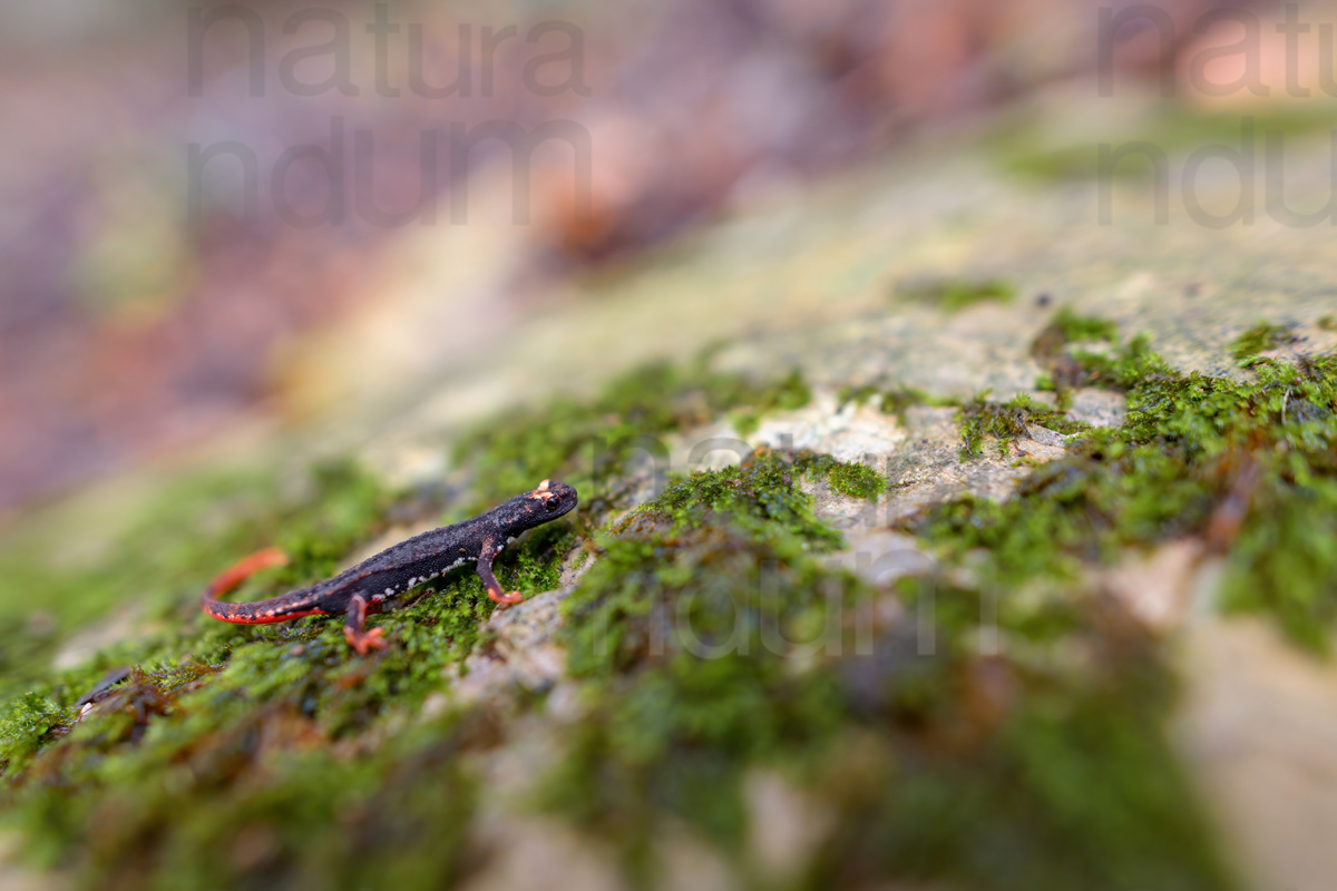 Foto di Salamandrina dagli occhiali (Salamandrina terdigitata)