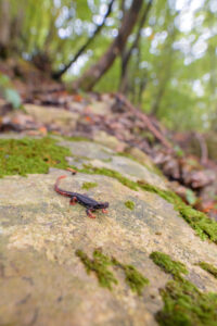 Photos of Spectacled Salamander (Salamandrina terdigitata)