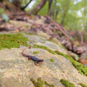 Foto di Salamandrina dagli occhiali (Salamandrina terdigitata)