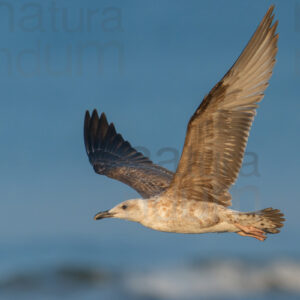 Photos of Yellow-legged Gull (Larus michahellis)