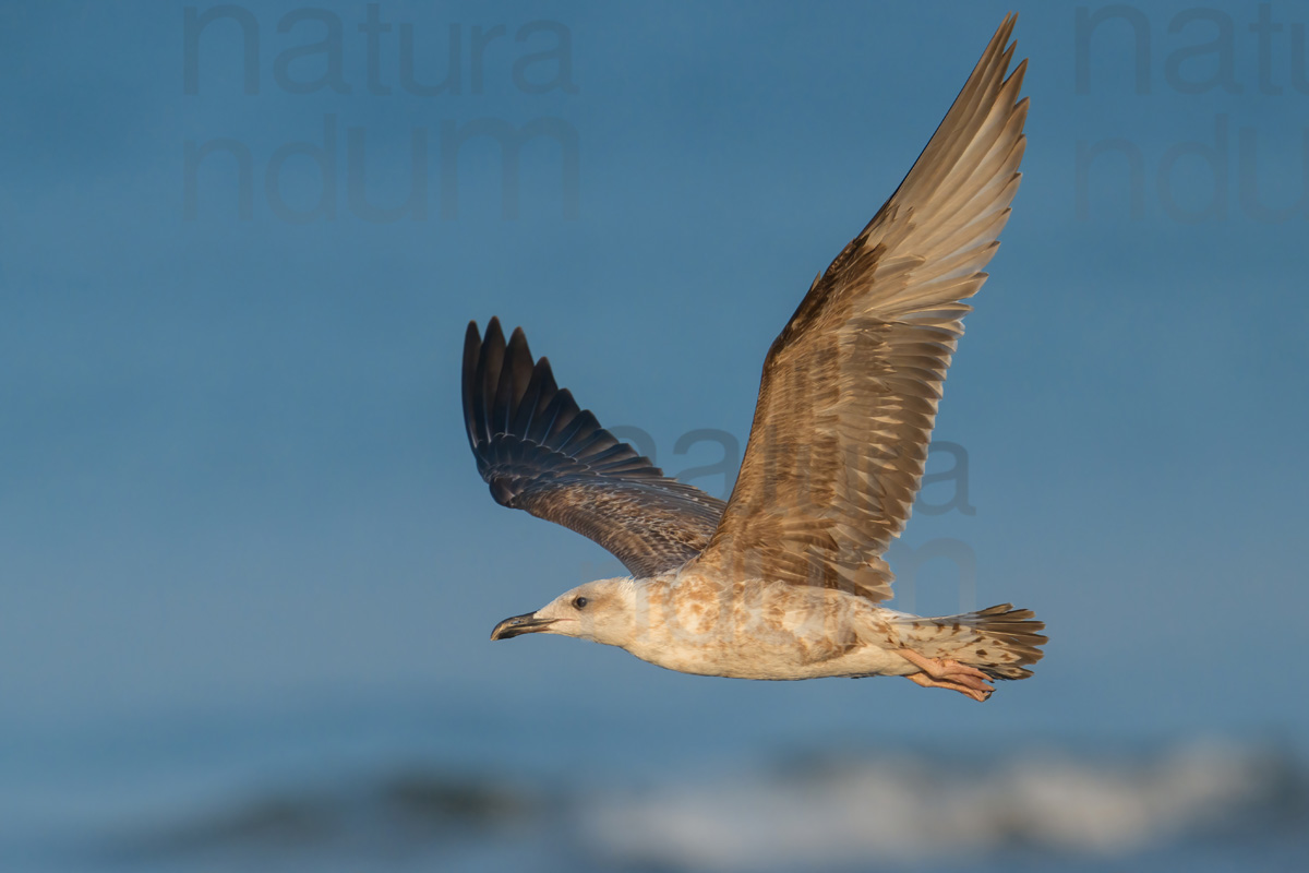 Photos of Yellow-legged Gull (Larus michahellis)